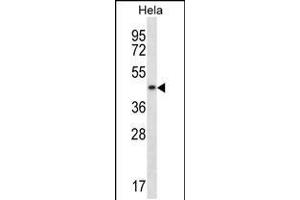Image no. 1 for anti-DnaJ (Hsp40) Homolog, Subfamily A, Member 3 (DNAJA3) (AA 105-134), (N-Term) antibody (ABIN5534178)