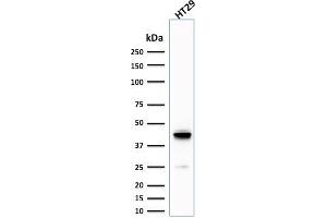 Image no. 1 for anti-Keratin 20 (KRT20) (AA 196-323) antibody (ABIN6940347)
