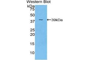 Image no. 1 for anti-Fibrinogen-Like 1 (FGL1) (AA 23-312) antibody (ABIN1175910)