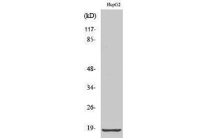 Image no. 1 for anti-Ribosomal Protein L12 (RPL12) (Internal Region) antibody (ABIN3186766)