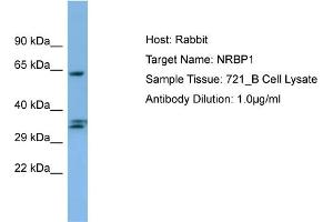 Image no. 1 for anti-Nuclear Receptor Binding Protein 1 (NRBP1) (C-Term) antibody (ABIN2785972)