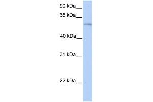 Image no. 1 for anti-Phospholipase D family member 3 (PLD3) (N-Term) antibody (ABIN2782008)