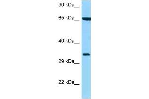 Image no. 1 for anti-Major Histocompatibility Complex Class I C (HLA-C) (C-Term) antibody (ABIN2789353)