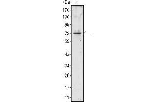Image no. 1 for anti-Proteinase 3 (PRTN3) antibody (ABIN969498)