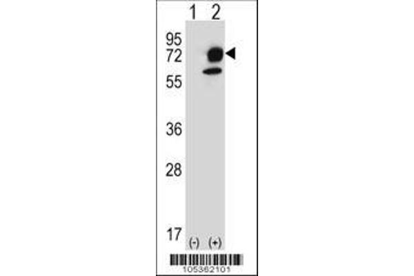 anti-Inositol-Trisphosphate 3-Kinase B (ITPKB) (AA 23-54), (N-Term) antibody