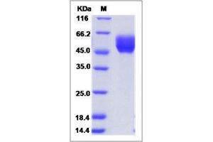 Image no. 1 for Cell Adhesion Molecule 4 (CADM4) (AA 1-323) protein (His tag) (ABIN2650731)