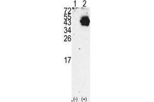 Image no. 3 for anti-Pancreatic and Duodenal Homeobox 1 (PDX1) (AA 40-69) antibody (ABIN3032145)