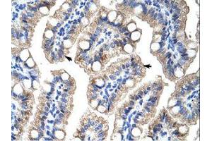 Image no. 2 for anti-Zinc Finger Protein 785 (ZNF785) (C-Term) antibody (ABIN6736189)