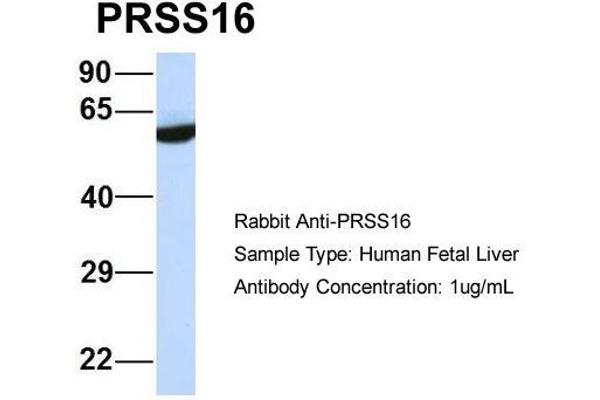 anti-Protease, serine, 16 (Thymus) (PRSS16) (Middle Region) antibody