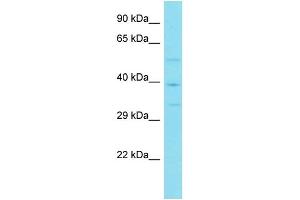 anti-Von Willebrand Factor C Domain Containing 2 (VWC2) (Middle Region) antibody