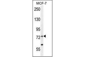 Image no. 1 for anti-Arginyl-tRNA Synthetase (RARS) (AA 612-642), (C-Term) antibody (ABIN954456)