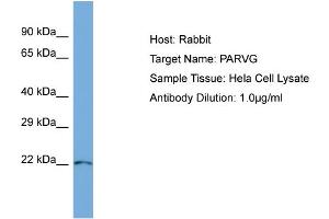 Image no. 1 for anti-Parvin, gamma (PARVG) (N-Term) antibody (ABIN2787299)