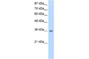 Image no. 1 for anti-Heterogeneous Nuclear Ribonucleoprotein A1-Like 2 (HNRNPA1L2) (N-Term) antibody (ABIN2778721)