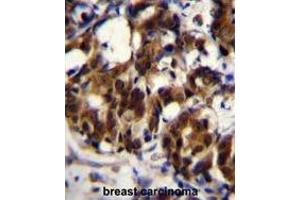 Image no. 3 for anti-TNFRSF1A-Associated Via Death Domain (TRADD) (AA 133-159), (Middle Region) antibody (ABIN955307)