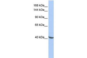Image no. 1 for anti-Pogo Transposable Element with ZNF Domain (POGZ) (Middle Region) antibody (ABIN2777693)