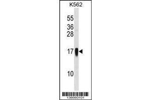 Image no. 1 for anti-Chemokine (C-C Motif) Ligand 7 (CCL7) (AA 25-54) antibody (ABIN1538164)