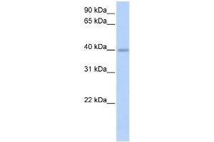 Image no. 1 for anti-Izumo Sperm-Egg Fusion 1 (IZUMO1) (C-Term) antibody (ABIN2784525)