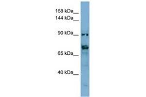 Image no. 1 for anti-Transmembrane Protein 146 (TMEM146) (AA 431-480) antibody (ABIN6741838)