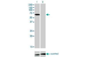 Image no. 2 for anti-Lymphocyte-Specific Protein tyrosine Kinase (LCK) (AA 1-539) antibody (ABIN561649)