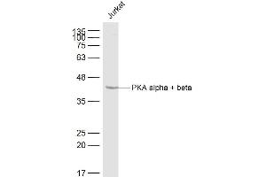 Image no. 2 for anti-Protein Kinase A (PKA) (AA 17-100) antibody (ABIN669576)