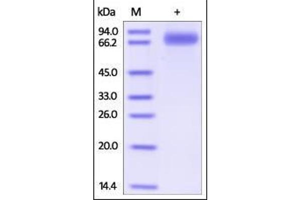 SIRPG Protein (AA 29-364) (Fc Tag)