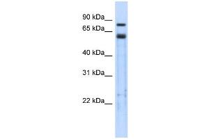 Image no. 1 for anti-Tripartite Motif Containing 9 (TRIM9) (Middle Region) antibody (ABIN2778349)