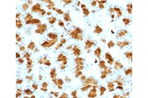 Image no. 1 for anti-Elastase 3B, Pancreatic (ELA3B) (AA 82-238) antibody (ABIN3024740)