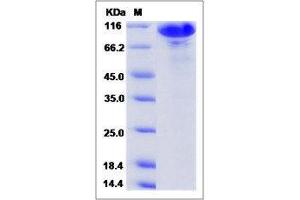 Image no. 1 for Peptidylglycine alpha-Amidating Monooxygenase (PAM) (AA 1-710) protein (Fc Tag) (ABIN2215981)