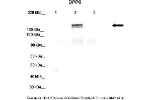 Image no. 2 for anti-Dipeptidyl-Peptidase 6 (DPP6) (Middle Region) antibody (ABIN2782043)