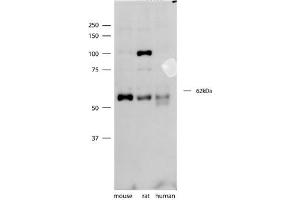 Image no. 2 for anti-Synaptotagmin III (SYT3) (N-Term) antibody (ABIN2784032)