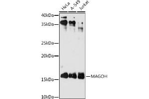 MAGOH anticorps