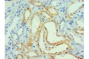 Immunohistochemistry of paraffin-embedded human kidney tissue using ABIN7165065 at dilution of 1:100