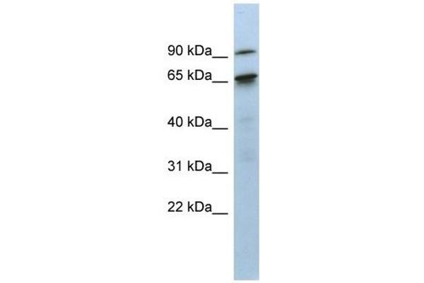 CTIF/KIAA0427 抗体  (N-Term)