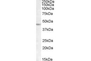 Image no. 1 for anti-LIM Homeobox 2 (LHX2) (C-Term) antibody (ABIN263221)