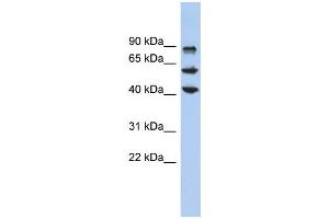 Image no. 1 for anti-Kruppel-Like Factor 10 (KLF10) (Middle Region) antibody (ABIN2777949)