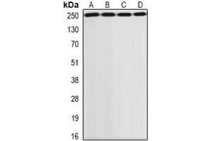 Image no. 1 for anti-Eukaryotic Translation Initiation Factor 2 alpha Kinase 4 (EIF2AK4) antibody (ABIN3198085)