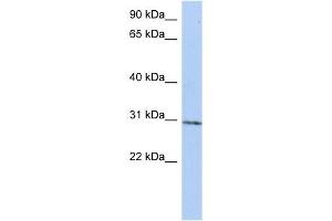 Image no. 1 for anti-tRNA Methyltransferase 61 Homolog A (TRMT61A) (N-Term) antibody (ABIN631401)