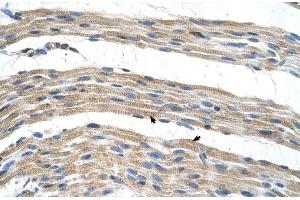 SLC17A4 antibody  (Middle Region)