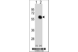 Image no. 3 for anti-GATA Binding Protein 2 (GATA2) (AA 380-407), (C-Term) antibody (ABIN390740)