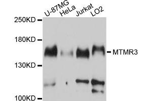Image no. 1 for anti-Myotubularin Related Protein 3 (MTMR3) antibody (ABIN6567026)