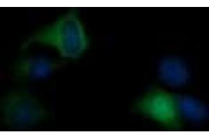 Image no. 1 for anti-RAS P21 Protein Activator (GTPase Activating Protein) 1 (RASA1) antibody (ABIN1500606)