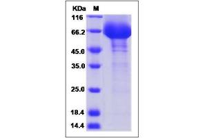 Image no. 1 for CD48 (CD48) (AA 1-216) protein (Fc Tag) (ABIN2007772)