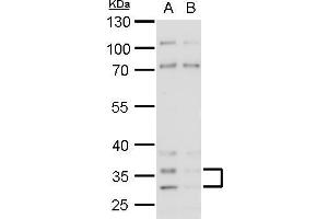 Image no. 2 for anti-Histamine Receptor H4 (HRH4) (N-Term) antibody (ABIN2854739)