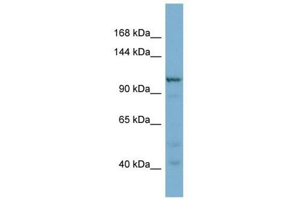 anti-Coatomer Protein Complex, Subunit gamma 2 (COPG2) (N-Term) antibody