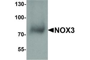 NOX3 Antikörper  (N-Term)