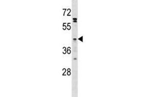 Image no. 1 for anti-omega-3 Fatty Acid Receptor 1 (O3FAR1) (AA 231-260) antibody (ABIN3028902)