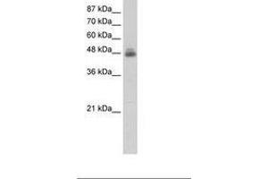 Image no. 2 for anti-RNA Binding Motif, Single Stranded Interacting Protein 1 (RBMS1) (C-Term) antibody (ABIN203115)