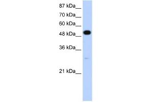 Image no. 2 for anti-Neuro-Oncological Ventral Antigen 2 (NOVA2) (N-Term) antibody (ABIN2778799)