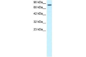 Image no. 1 for anti-Kinesin Family Member 3B (KIF3B) (C-Term) antibody (ABIN634133)
