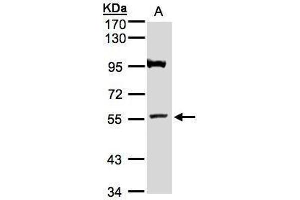 anti-ADAMTS-Like 1 (ADAMTSL1) (N-Term) antibody